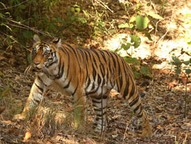tiger